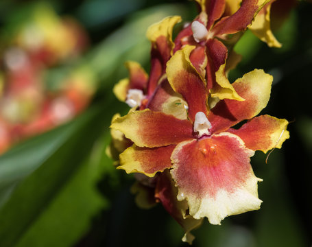 Tricolor Yellow, White and Red Orchid, Oncidium Sharry Baby, sympodial epiphyte orchid hybrid, a chocolated scented flower with Selective Focus-  Foliage and Other Flowers in Blurred Background