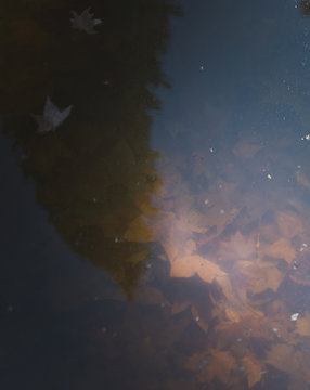 Fall leaves submerged by brown murky water