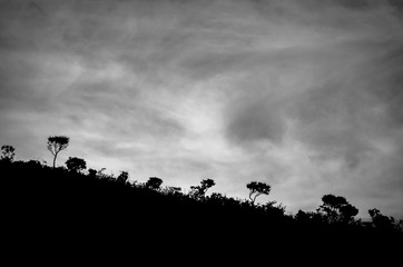 Fototapeta na wymiar Trees at the hill in background