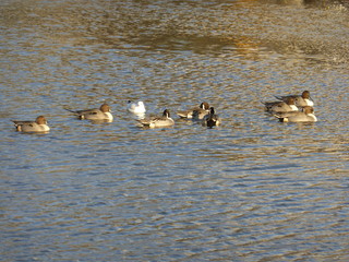 カモたちとユリカモメ