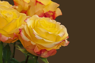 Fototapeta na wymiar Chic yellow roses with a pink edge close-up isolated on brown background.