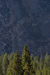 Evergreens along the Big Pine Creek Trail, John Muir Wilderness, Sierra Nevada Range, California