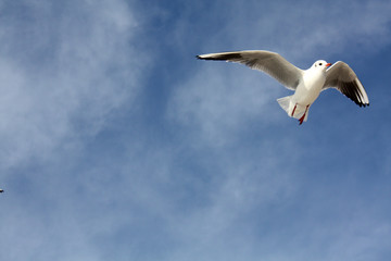 seagull close flying