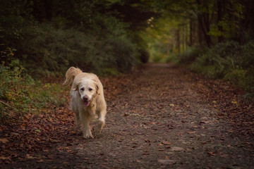 pet dog walking in lane through trees