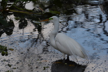 Snowy Egret waiting for its next meal.