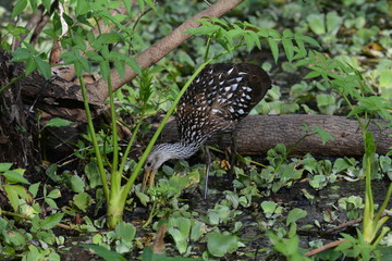 A Limpkin rummaging for a meal.