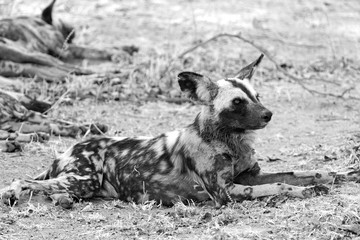 Wild dog (Lycaon Pictus)  resting on the dry african savannah in black & white. South Luangwa,...