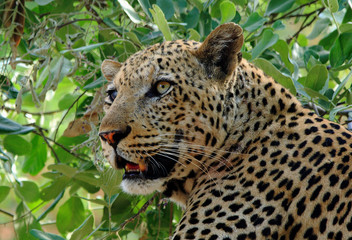 Close up of an African Leopard (Panthera Pardus) resting in a vibrant green tree in South Luangwa National Park - Zambia, Southern Africa