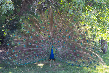 Obraz premium Beautiful peacock
