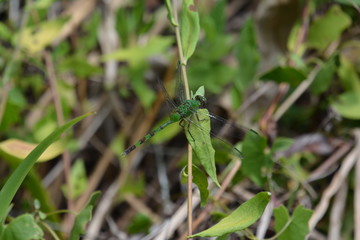 A green dragonfly on a branch