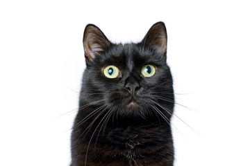 Head of young black cat isolated on white