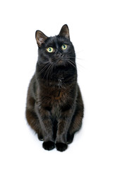 Black cat is sitting on a white background