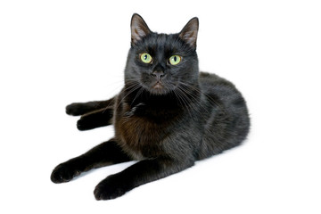 Young black cat lying on a white background