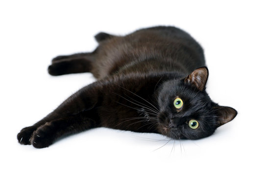 Young black cat lying on a white background