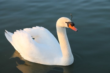 Fototapeta premium cygne
