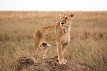 A proud lioness watching the plains, protecting her cubs