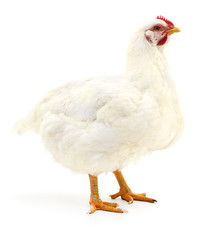 white hen isolated.
