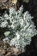 Velvet gray leaves of a plant.