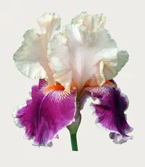 Foto op Plexiglas anti-reflex iris flower © Hanna