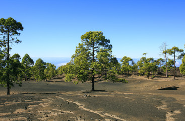 Teide mountain in Tenerife. Canary Islands