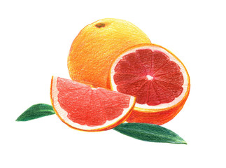 Citrus fruit grapefruit in whole and in a cut. Graphic drawing with colored pencils. Isolated on white background