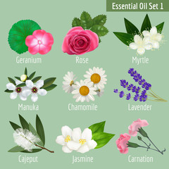 Essential Oil Set. Realistic Herbal Elements for Labels of Cosmetic Skin Care Product Design. Vector Isolated Illustration