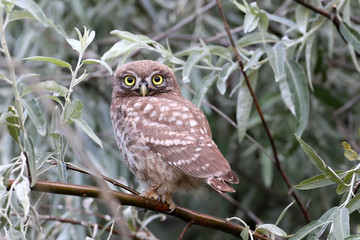  Young little owl sitting in shelter on branches of silverberry