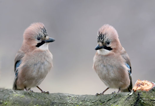 Two Eurasian girlfriend jays sit side by side on a log. Close-up and detailed photo on a blurred background