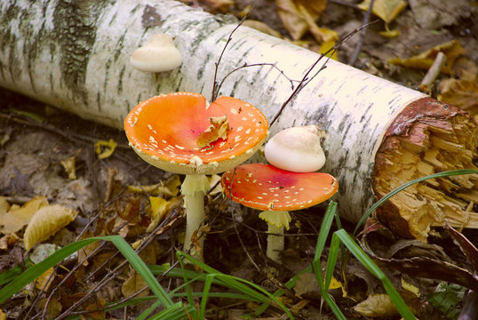 A photo of Forest mushrooms. Beautiful Forest. Nature Background. Shot of a Group of Mushrooms on the Forest Floor