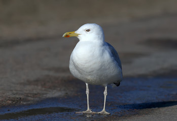 Close up portrait of Caspian gull (Larus cachinnans) stands on the road