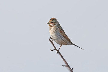 Male The common reed bunting (Emberiza schoeniclus) sits on a thin branch against the blue sky
