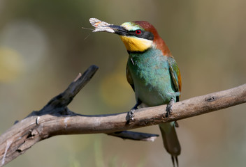European bee eater with a butterfly in its beak sits on the branch on nice blurred background