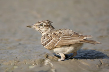 Crested Lark is looking for food in a mud puddle