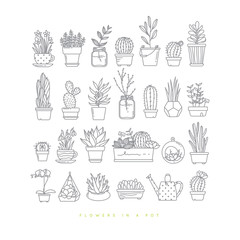 Icon plants in pots