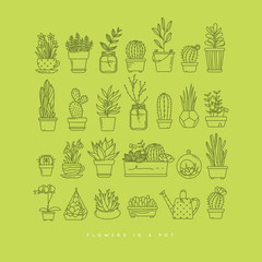 Icon plants in pots day light green