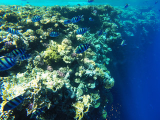 Coral reef and tropical fishes in sunlight
