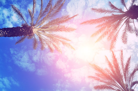 Palm trees and a sky with clouds and sun