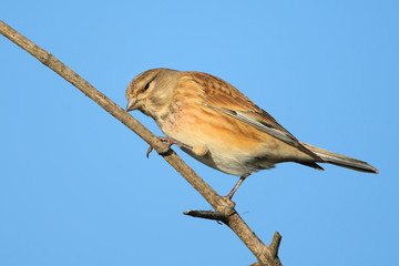 Very close up portrait of a common linnet (Linaria cannabina) sits on the branch against blue sky