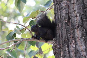 Black Squirrel Canada