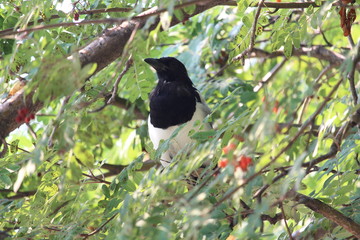 Magpie Canada