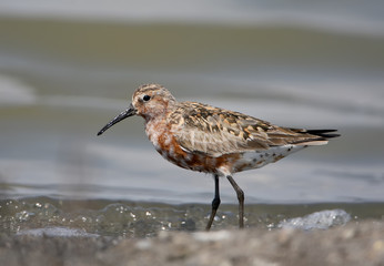 Close up portrait of a curlew sandpiper stands in a water