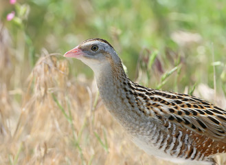 Very close up portrait of The corn crake in dense grass