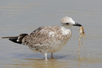 The young Caspian seagull holds the root of a water plant in its beak