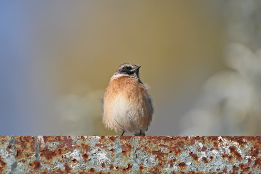 The winchat  is sitting on a metal fence on a bright fuzzy background