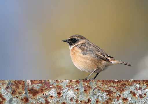 Close up photo of a winchat sits on a metallic fence on blurred beige background