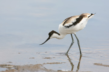 Young pied avocet (Recurvirostra avosetta) stands on the shore of the lake and looks into the...