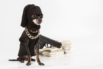 A dog with criminal skills. The dog is a gangster.