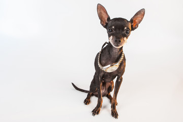 The dog is wearing a watch. Wrist watch on the neck of a dog. A little dog.