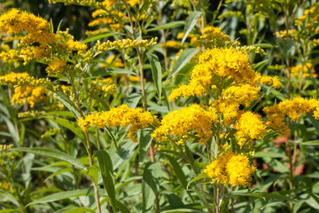 Solidago virgaurea goldenrod. Flowering curative