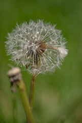 Obraz premium Pusteblume